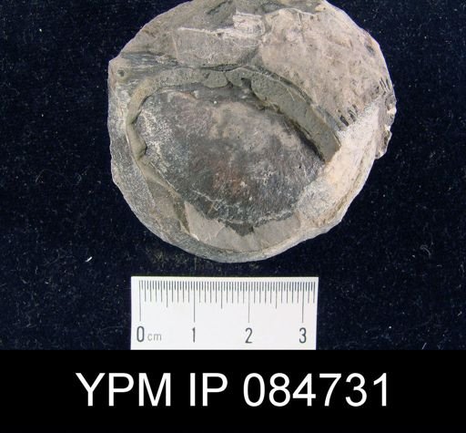 Brachyprion profundum