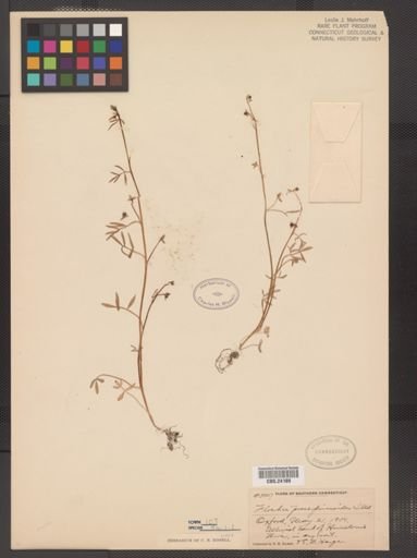 Floerkea proserpinacoides
