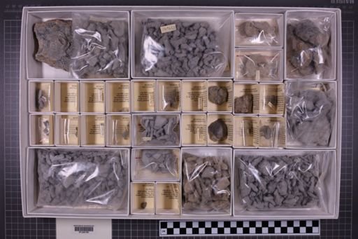 mixed taxa, stratigraphic collection