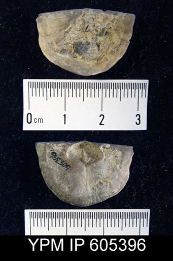 Strophomena planoconvexa?