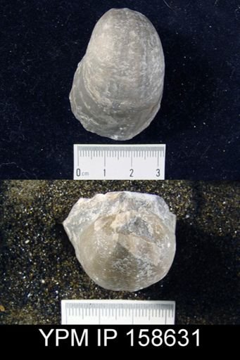 Pentamerus barrandei