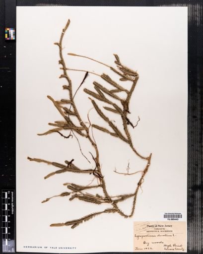 Lycopodium clavatum