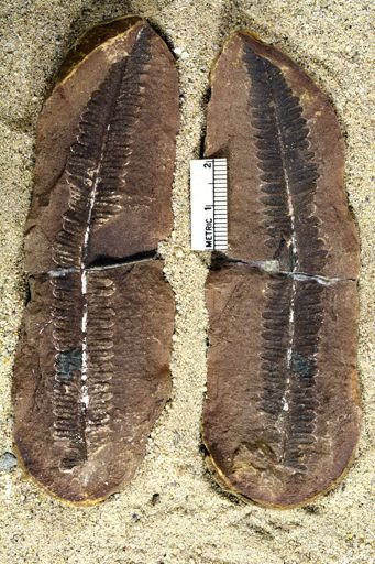 Pecopteris