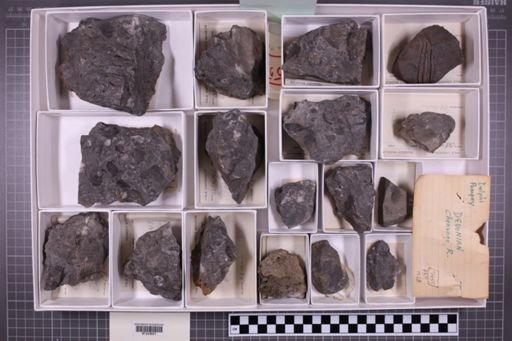 mixed taxa, stratigraphic collection