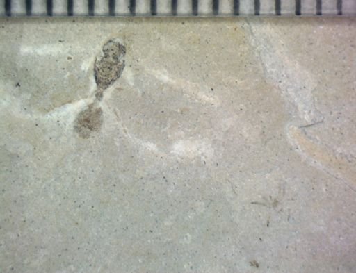 undet. Hymenoptera