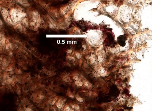 cf. Velinea
