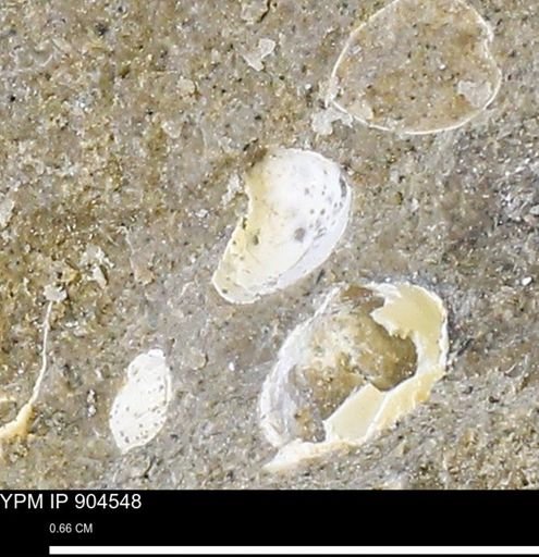 undet. Bivalvia