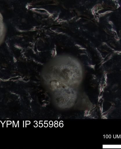 undet. Foraminiferida