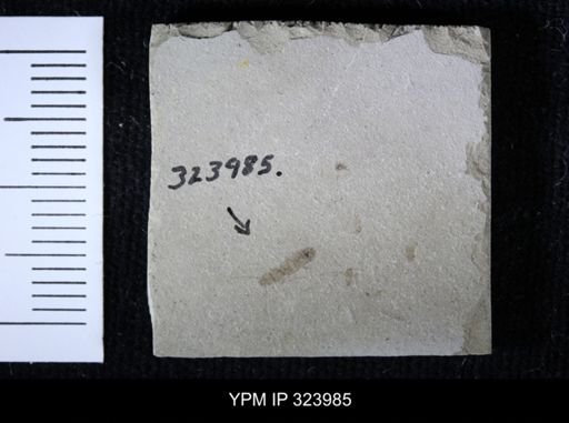undet. Staphylinidae