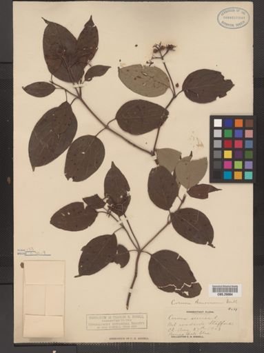 Cornus amomum