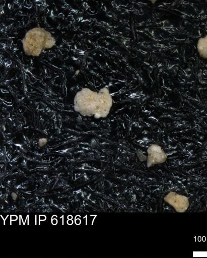undet. Foraminiferida