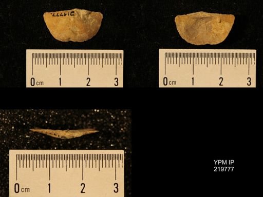 Chonetes granulifer