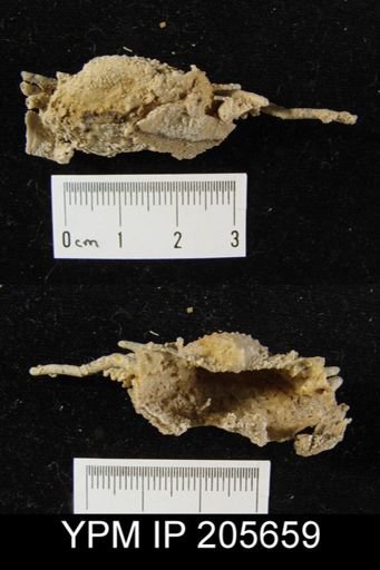 Paucispinifera sp.