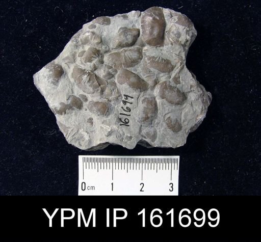 Plectambonites glabra