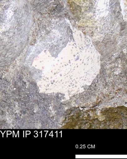 undet. Mollusca