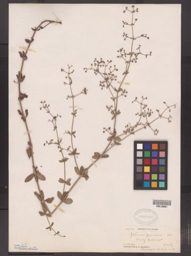 Galium pilosum