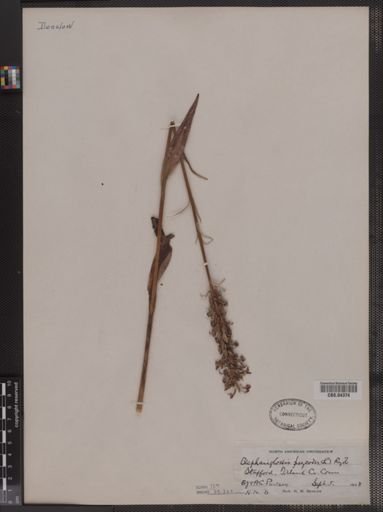 Blephariglottis psycodes