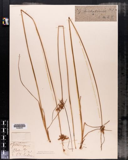 Juncus dudleyi