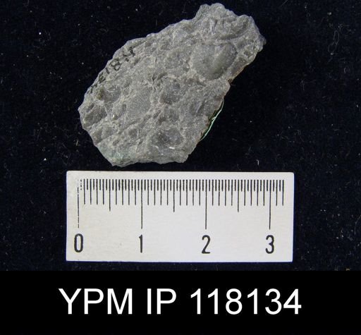 Dalmanella elegantula submedia