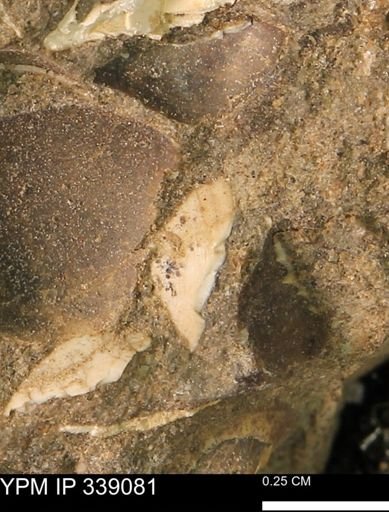 undet. Bivalvia