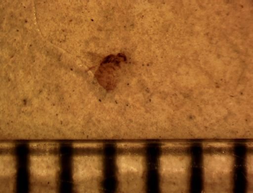 Diptera?