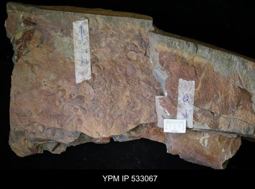 Aegirocassis sp.