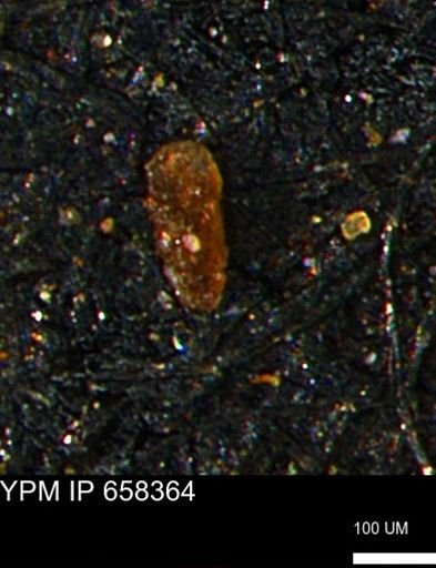 Verneuilinoides kansasensis