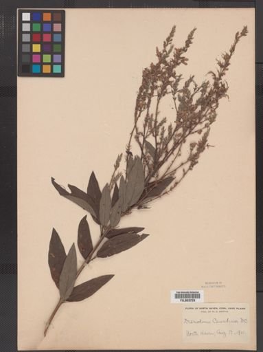 Desmodium canadense
