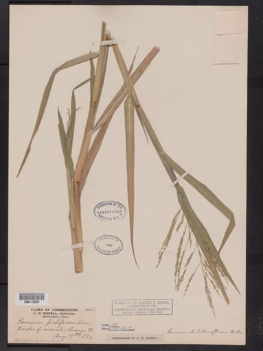 Panicum dichotomiflorum