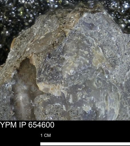 undet. Bivalvia