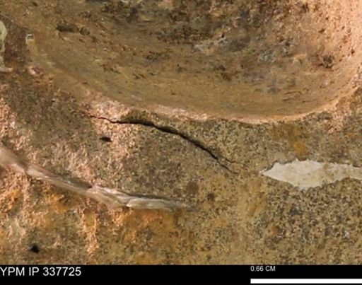 undet. Bivalvia