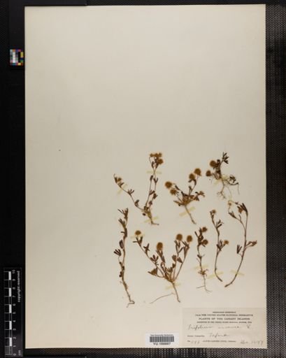 Plantae