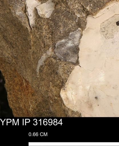 Phelopteria sp.