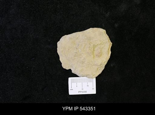 cf. Nereites missourensis
