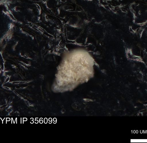 undet. Foraminiferida