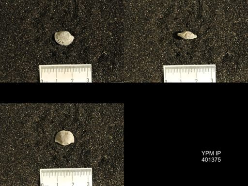 Plectorthis plicatella