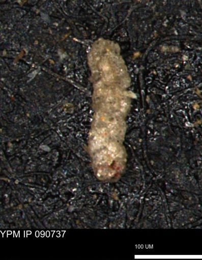 Ammobaculoides phaulus