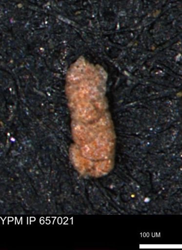 Ammobaculites obliquus