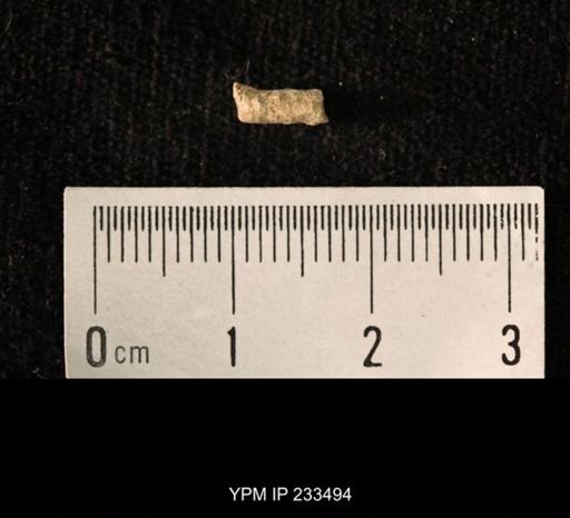 Archaeocidaris sp.