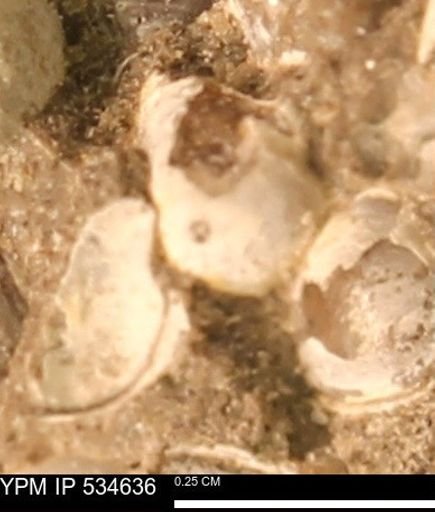 Protocardia subquadrata