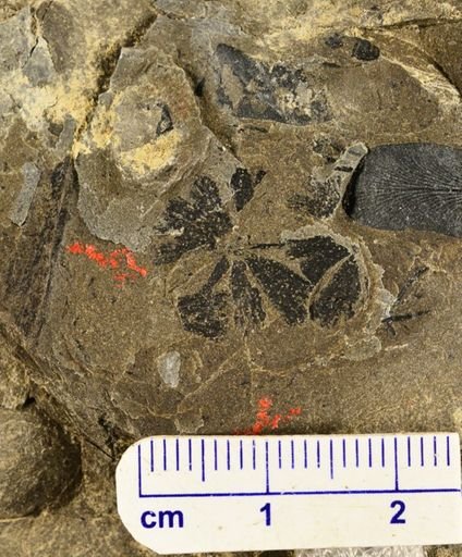 Sphenophyllum