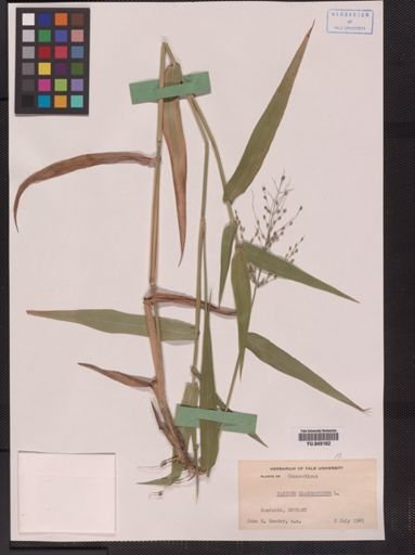 Panicum clandestinum