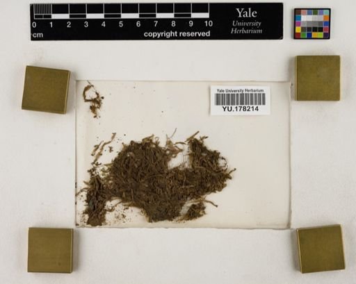 Plantae