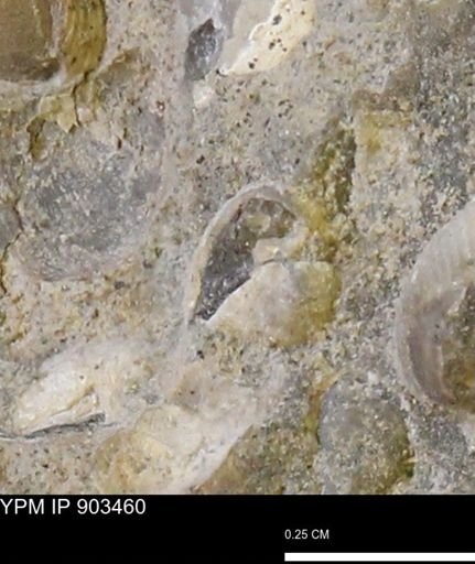 Corbulamella sp.