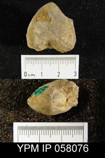 Meristella atoka