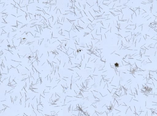 Haliclona sp.