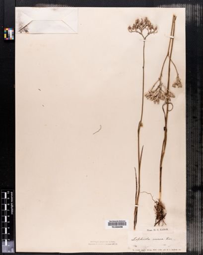 Lophiola aurea