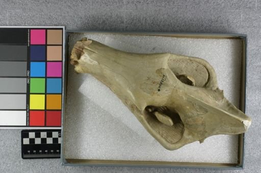 Hyaenodon (Neohyaenodon) horridus