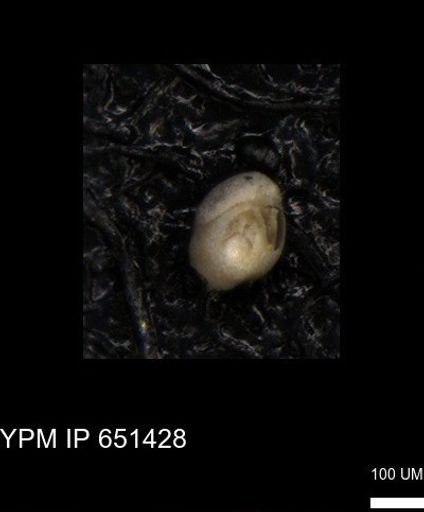 undet. Foraminiferida
