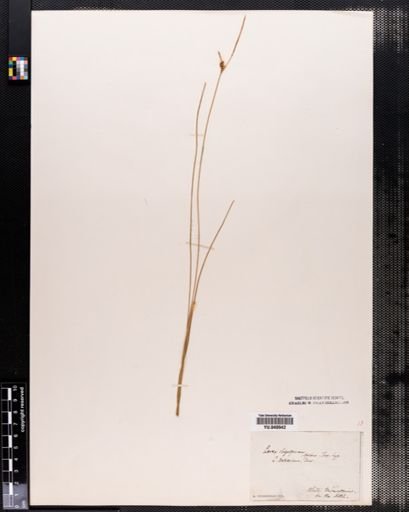 Carex oligosperma